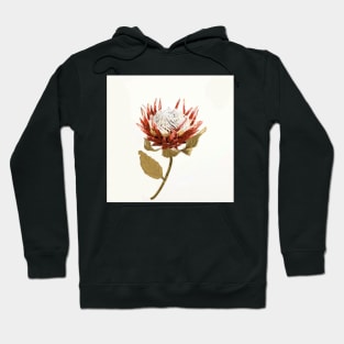 Protea - Still Life - Botanical Art Hoodie